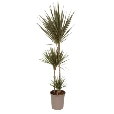 Dracena - Dracaena marginata 'Bicolor' - Višina 110-130cm - ⌀24cm