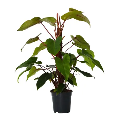 Filodendron - Philodendron 'imperial red' - Višina 50cm - ⌀19cm