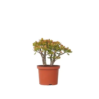 Okroglolistna tolstolistnica - Crassula ovata 'Sunset' - Višina 30-35cm - ⌀17cm