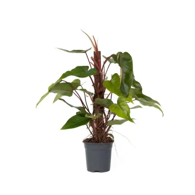 Filodendron - Philodendron 'Red Emerald' - Višina 70-80cm - ⌀19cm