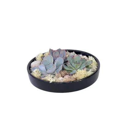 Eševerija 'Garden Mix Black' - Echeveria lilacina - Višina 8cm