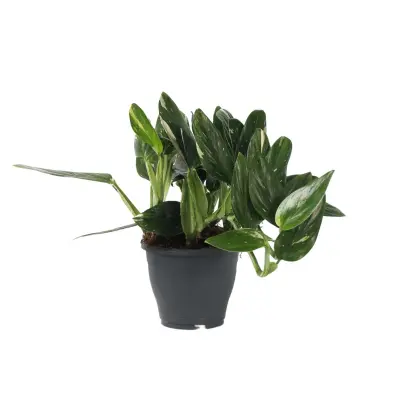 Filodendron - Philodendron 'Cobra' - Višina 55-65cm - ⌀19cm
