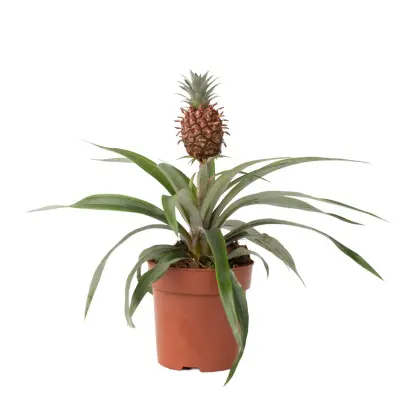 Ananas - Ananas comosus 'Mi Amigo' - Višina 35-45cm - ⌀12cm