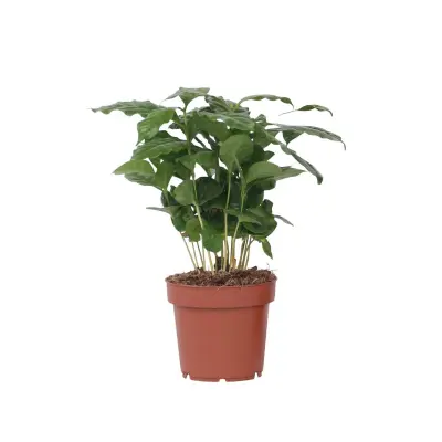 Arabski kavovec - Coffea arabica - Višina 25-40cm - ⌀12cm