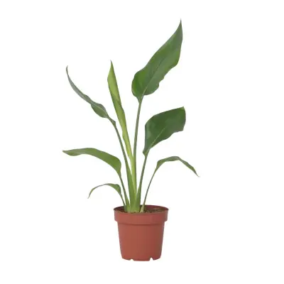 Kraljevska strelicija - Strelitzia reginea - Višina 25-40cm - ⌀9cm