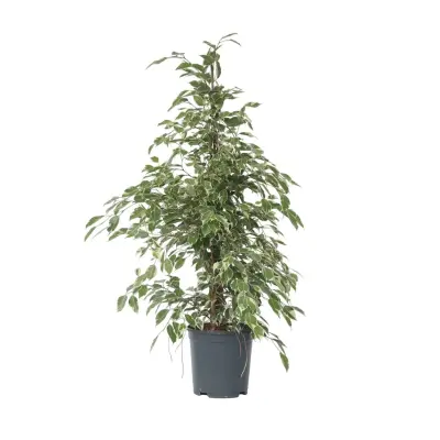 Fikus benjamin - Ficus Benjamina 'Twilight' - Višina 100-110cm - ⌀21cm