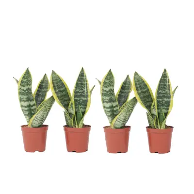 Taščin jezik - 4 kos - Sansevieria trifasciata Superba - Višina 35-40cm - ⌀12cm