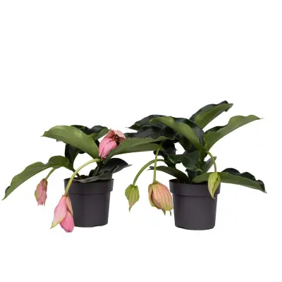 Veličastna medinila - 2 kos - Medinilla magnifica - Višina 40-50cm - ⌀17cm