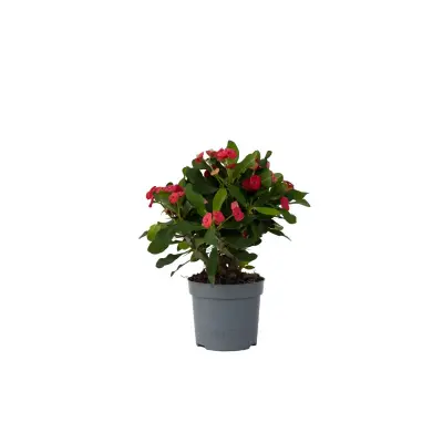 Rdeči mleček - Euphorbia 'Milii' - Višina 25-35cm - ⌀13cm