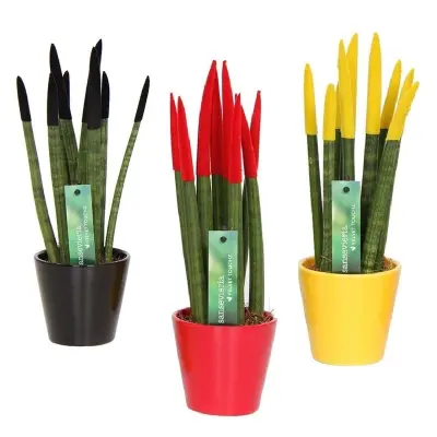 Taščin jezik - 3 kos - Sansevieria cylindrica - Višina 20-40cm - ⌀9cm