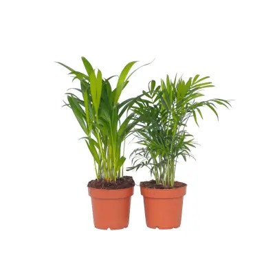 Majhne dlani - 2 kos - Dypsis, Chamaedorea - Višina 25-40cm - ⌀12cm