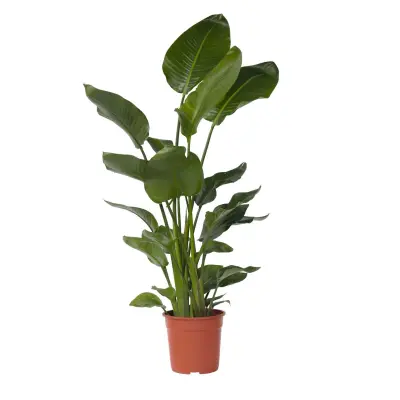 Strelicija - Strelitzia nicolai - Višina 150-170cm - ⌀28cm