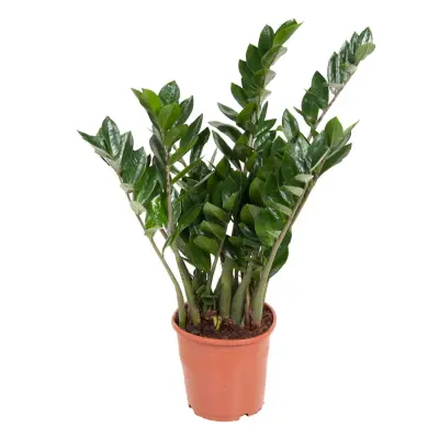 Zamija - Zamioculcas Emerald - Višina 70-80cm - ⌀21cm