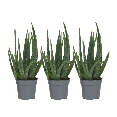 Aloe Vera - 3 kos - Aloe barbadensis - Višina 25-40cm - ⌀10,5cm
