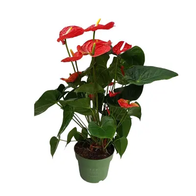 Flamingovec - Anturij - Anthurium 'Madural Red' - Višina 55-70cm - ø17cm