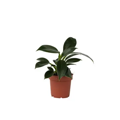 Filodendron - Philodendron 'Green Princess' - Višina 20-30cm - ⌀12cm