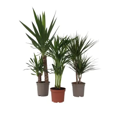 Komplet sobnih palm - 3 kos - Indoor Palmmix XL - Višina 70-90cm - ⌀17cm