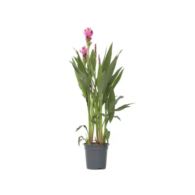 Tajski tulipan - Curcuma alismatifolia 'Siam Supreme' - Višina 70-90cm - ⌀19cm