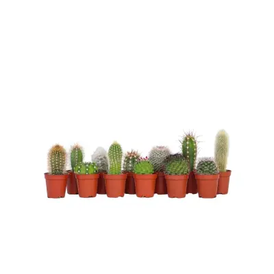 Mešanica za mini kaktuse - 12 kos - Cactus - Višina 5-10cm - ⌀5,5cm