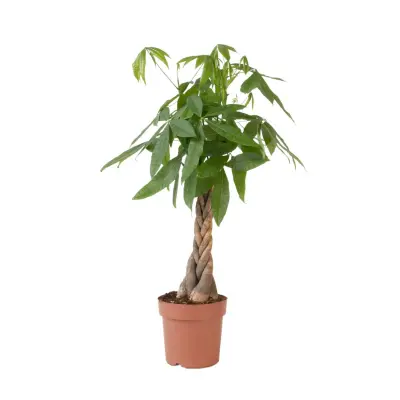 Vodna pahira - Pachira aquatica - Višina 100-120cm - ⌀24cm
