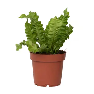 Gnezdnati sršaj - Asplenium nidus 'Crispy Wave' - Višina 25-40cm - ⌀12cm
