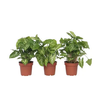 Trilistni singonij - 3 kos - Syngonium podophyllum 'Pixie' - V25-40cm - ⌀12cm
