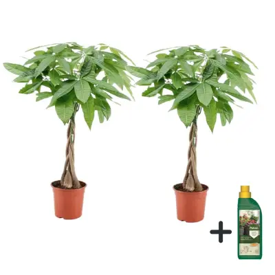 Vodna pahira - 2 kos - Pachira aquatica - Višina 60-70cm - ⌀17cm