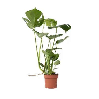Navadna monstera - Monstera deliciosa - Višina 50-60cm - ⌀17cm