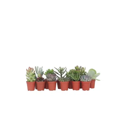 Mini sukulentna mešanica - 12 kos - Succulent Mix - Višina 5-10cm - ⌀5,5cm