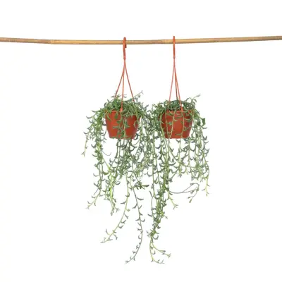 Rastlina delfinov - 2 kos - Senecio peregrinus - Višina 10-20cm - ⌀12cm