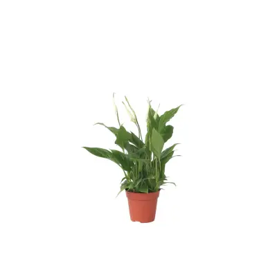 Spatifil - Spathiphyllum 'Torelli' - Višina 30-45cm - ⌀12cm