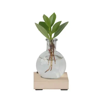 Balzam jabolko - Clusia rosea 'Princess' - Višina 15-20cm - ⌀8cm