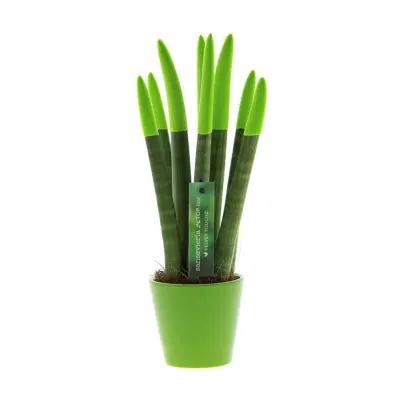 Taščin jezik - Sansevieria cylindrica - Višina 20-40cm - ⌀9cm