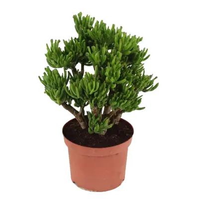 Okroglolistna tolstolistnica - Crassula ovata 'Hobbit' - Višina 45-50cm - ⌀23cm