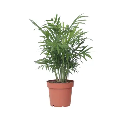 Gorska palma - Chamaedorea elegans - Višina 30-40cm - Pot 12cm
