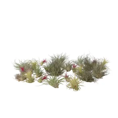 Tilancija - 24 kos - Tillandsia - Višina 5-15cm - ⌀5cm