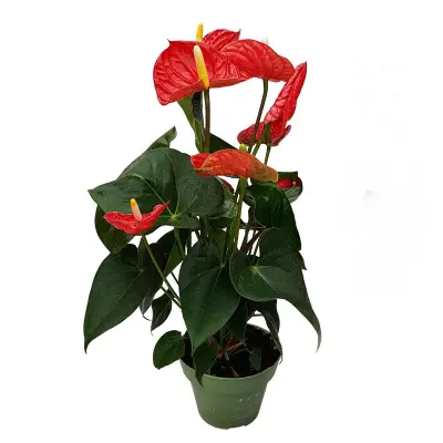 Flamingovec - Anturij - Anthurium 'Madural Red' - Višina 40-45cm - ø14cm