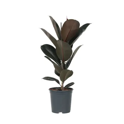 Gumovec - Ficus Elastica 'Abidjan' - Višina 75-100cm - ⌀24cm