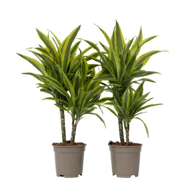 Dracena - 2 kos - Dracaena deremensis 'Lemon Lime' - Višina 60-70cm - ⌀17cm