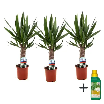 Prstasta juka - 3 kos - Yucca elephantipes - Višina 50-60cm - ⌀14cm
