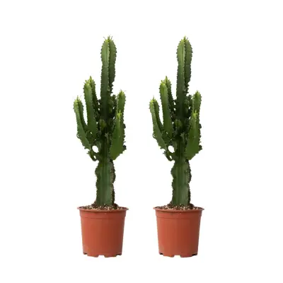 Kaktus kandelabra - 2 kos - Euphorbia ingens - Višina 50-60cm - ⌀17cm