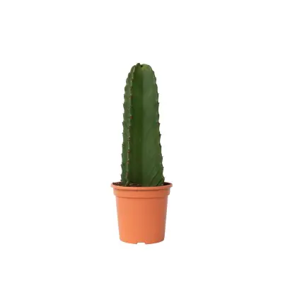 Mleček - Euphorbia ingens - Višina 40-50cm - ⌀18cm