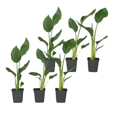 Kraljevska strelicija - 6 kos - Strelitzia reginea - Višina 25-40cm - ⌀9cm