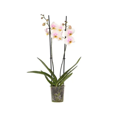 Falenopsis - Phalaenopsis - Višina 50-60cm - ⌀12cm