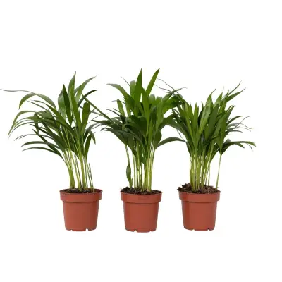 Palma areka - 3 kos - Dypsis lutescens - Višina 30-45cm - ⌀12cm