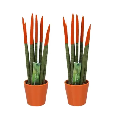 Taščin jezik - 2 kos - Sansevieria cylindrica - Višina 20-40cm - ⌀9cm