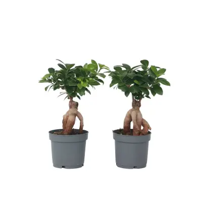 Bonsaj - 4 kos - Ficus microcarpa - Višina 30-40cm - ⌀12cm