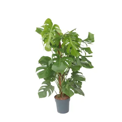 Navadna monstera - Monstera deliciosa - Višina 120-130cm - ⌀24cm