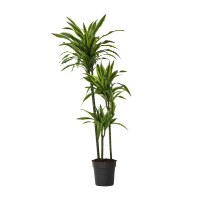 Dracena - Dracaena 'Lemon Lime' - Višina 130-140cm - ⌀24cm