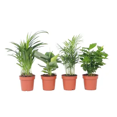 Trendovske sobne rastline - 4 kos - Višina 25-40cm - ⌀12cm
